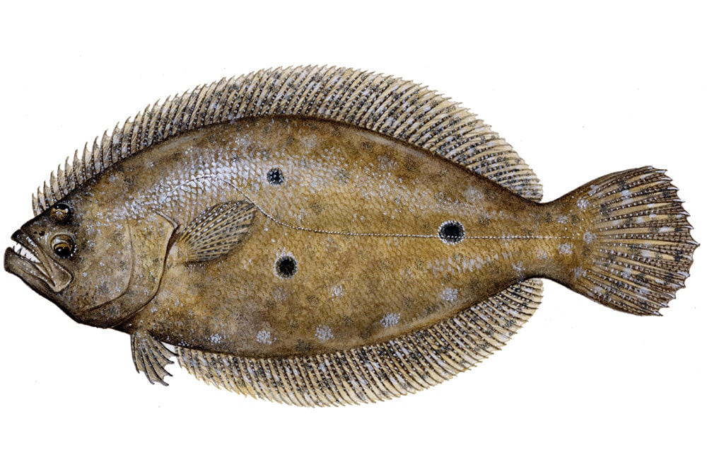 Gulf flounder
