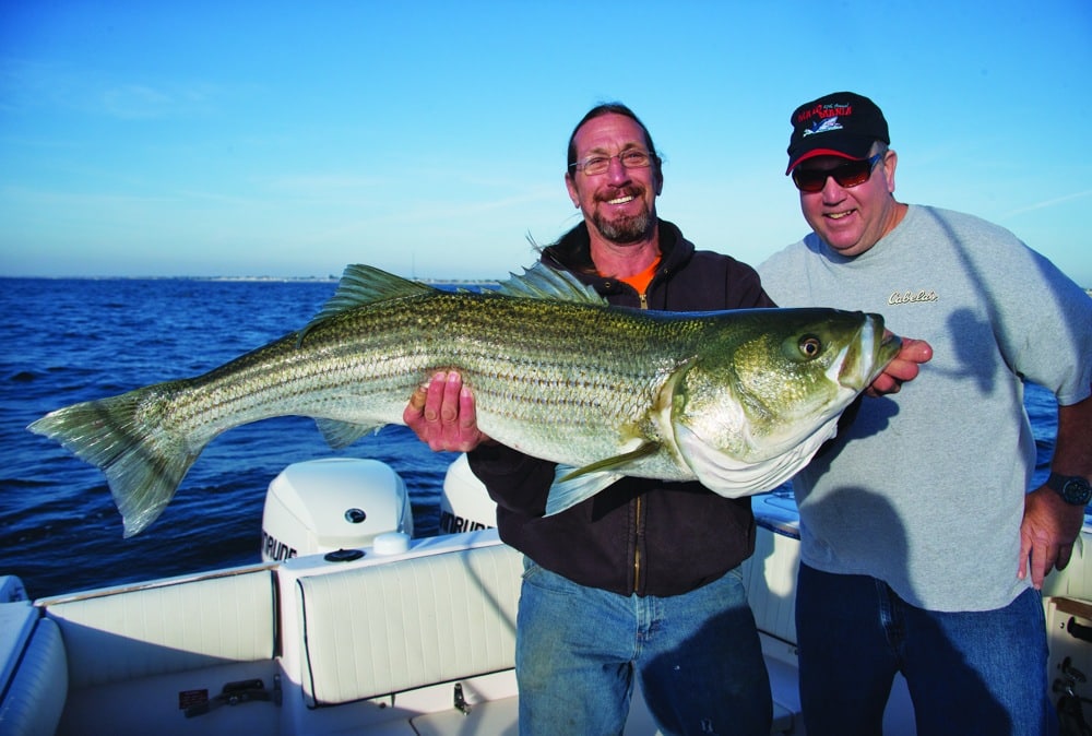 Two anglers holding a a big striped bass caught fishing on structure