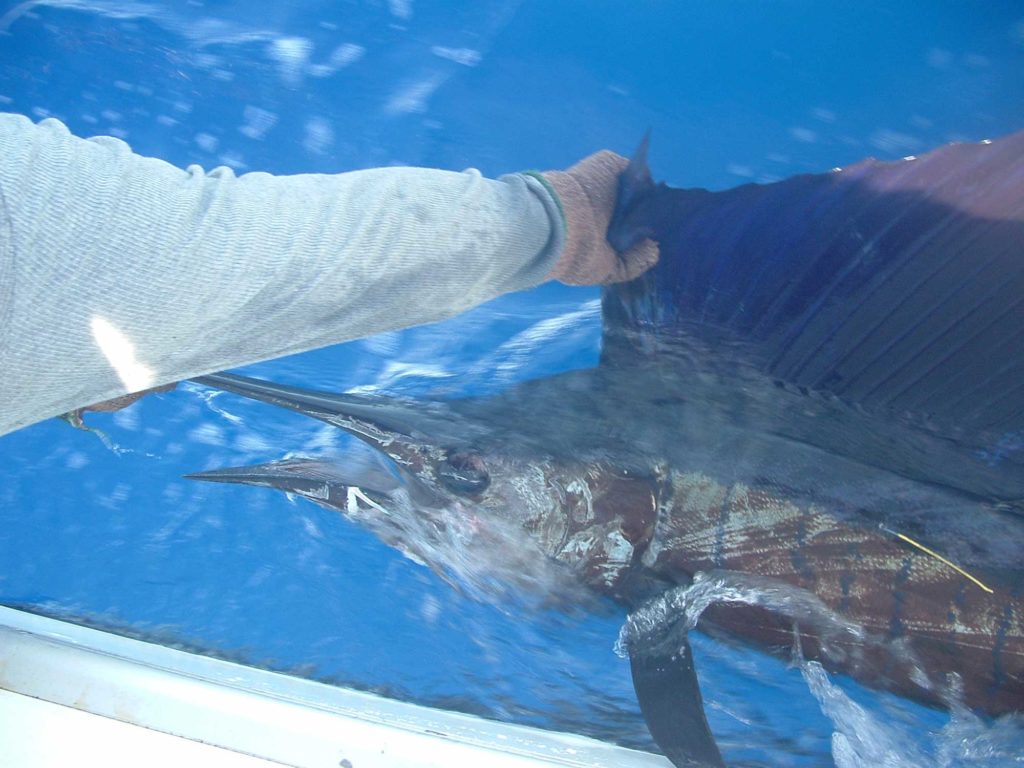 Large sailfish in Tonga