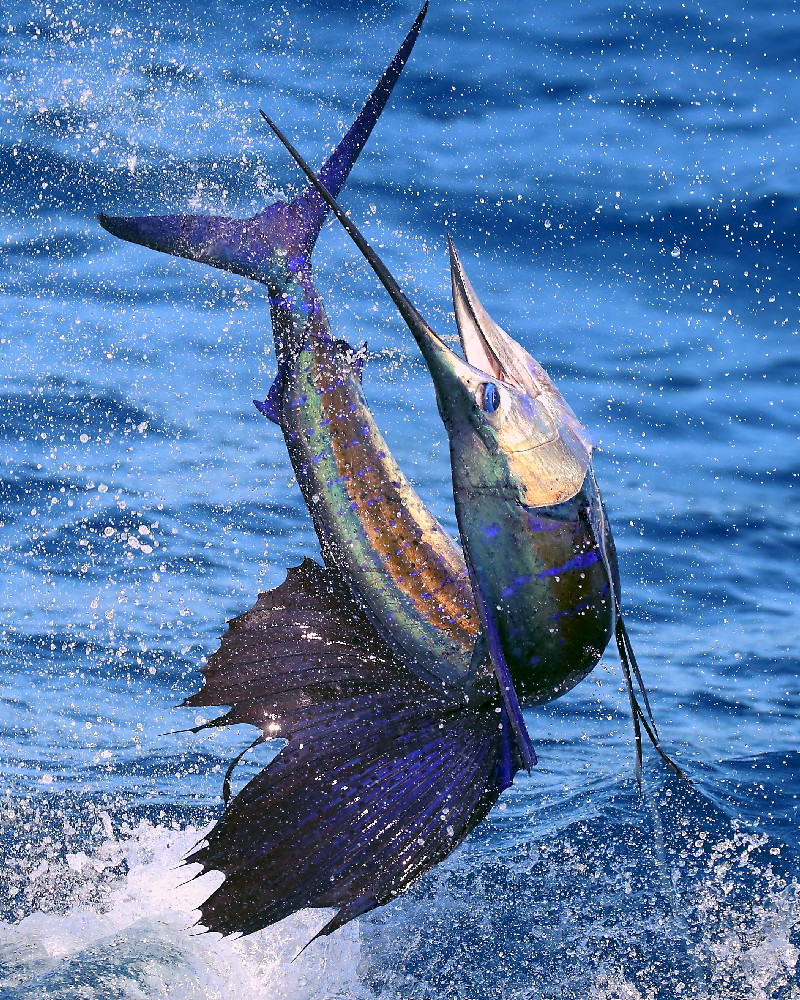 Pacific sailfish jumping out of water offshore fishing