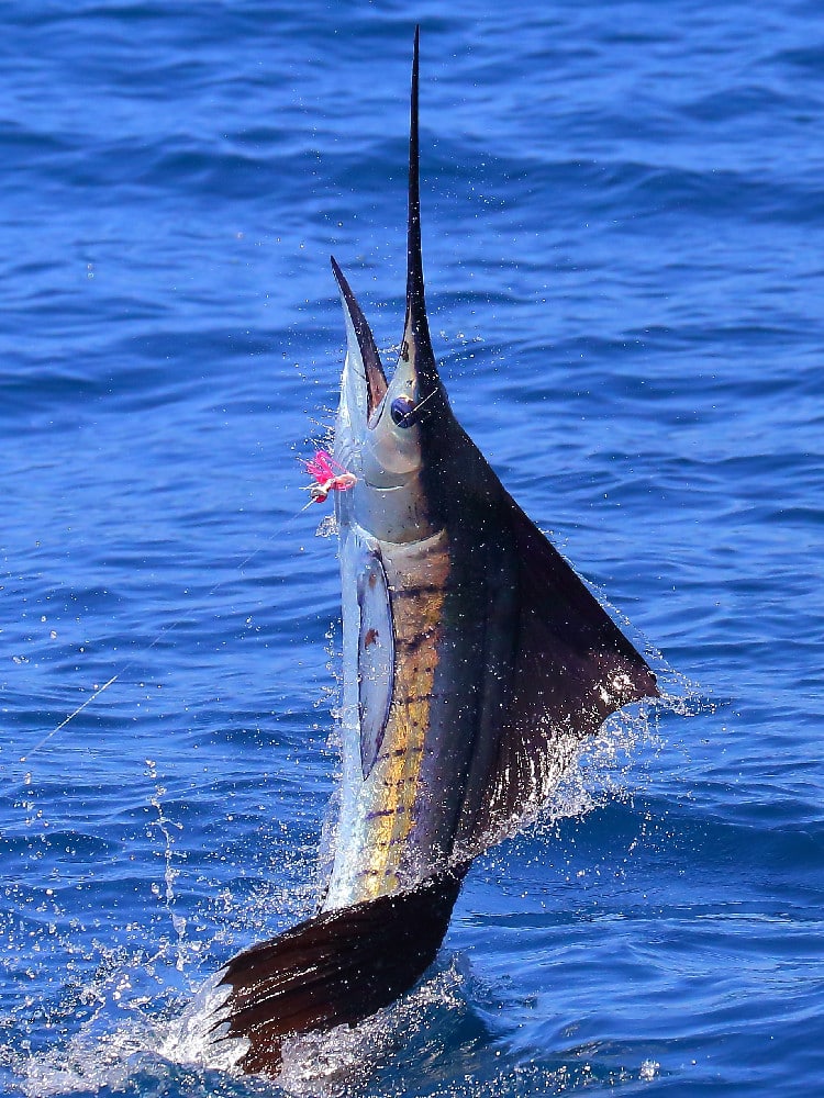 Pacific sailfish jumping out of water hooked on fishing lure Gautemala