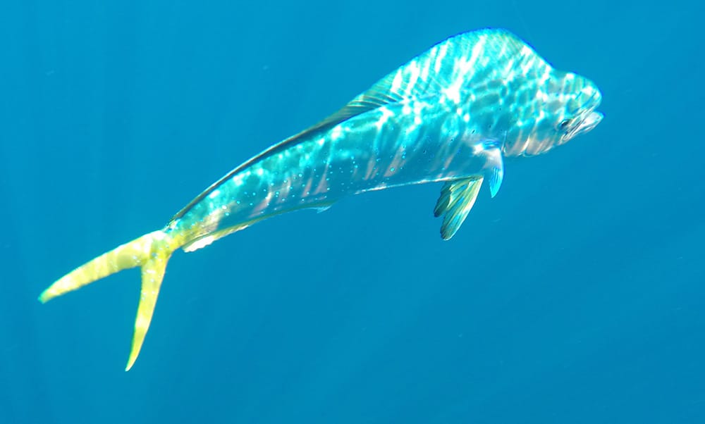 underwater dorado caught saltwater fishing in Pacific Ocean
