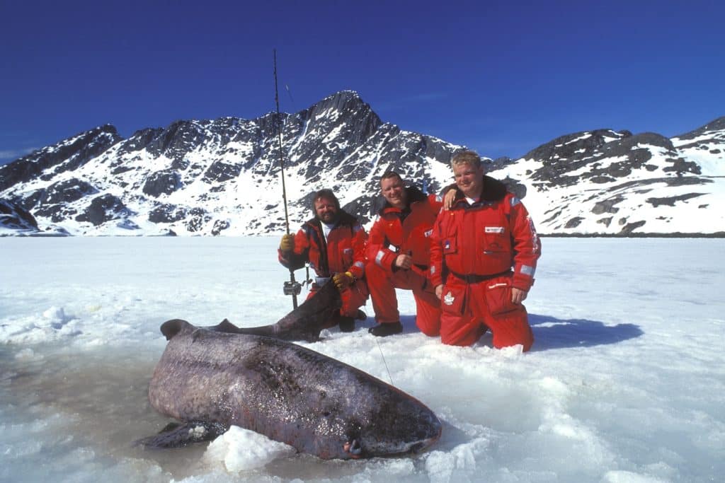 Shark Fishing - An Angler's Guide to Species: Greenland shark