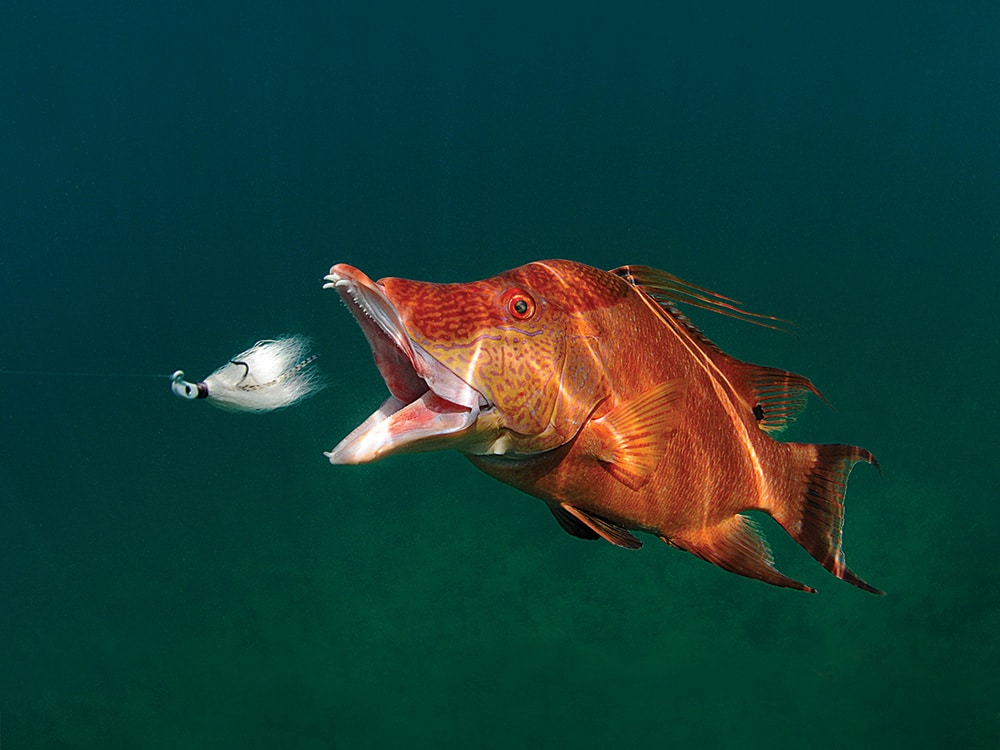 hogfish striking bucktail