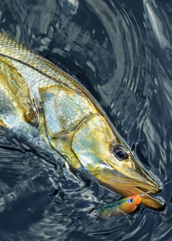 snook hooked with topwater fishing lure