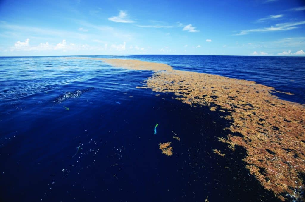 A sargassum weed line in blue water