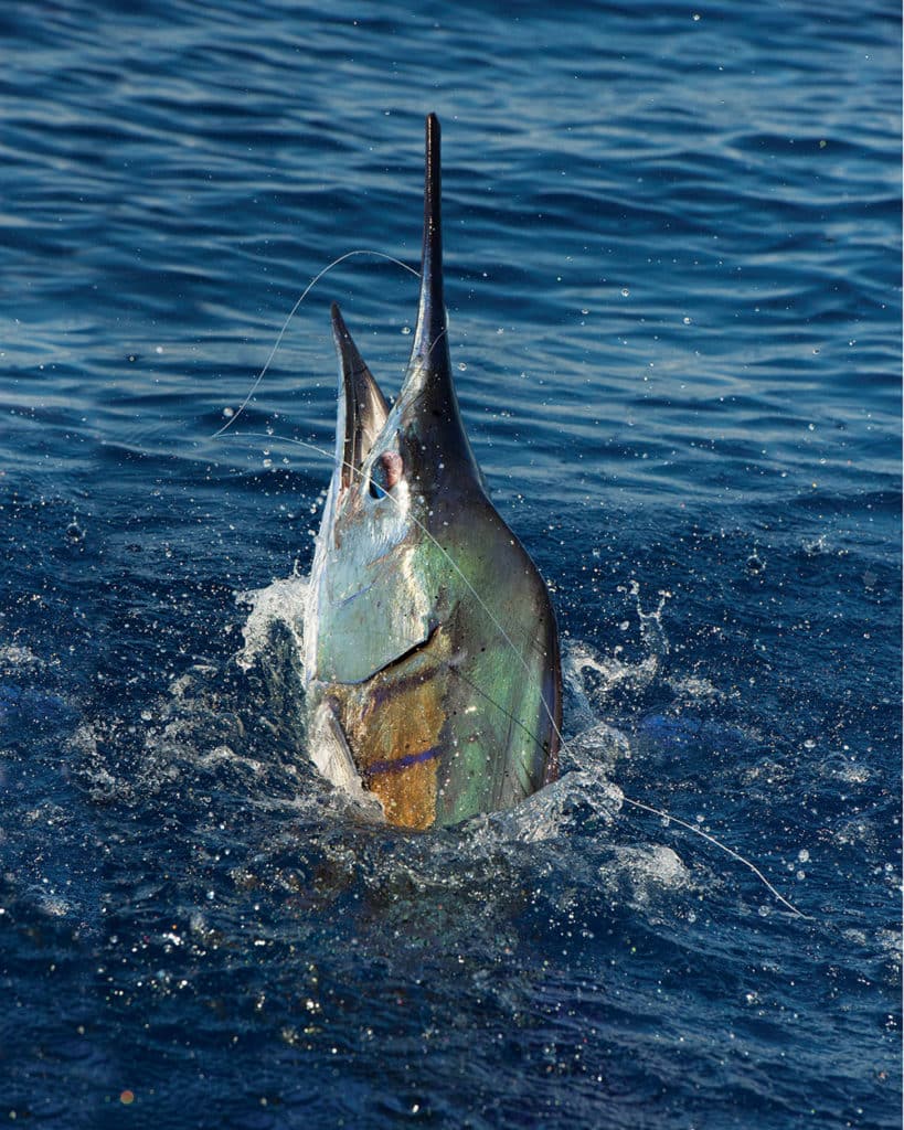 sailfish jumping out water caught offshore with saltwater fishing reel