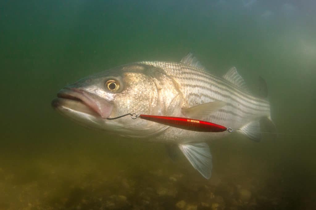 striped bass caught fishing Yo-Zuri lure modified split ring